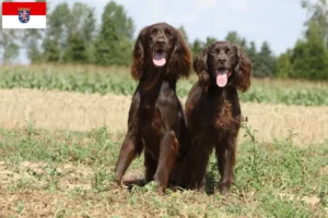 Lees meer over het artikel Duitse Langhaar fokkers en pups in Hessen