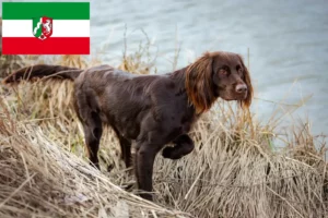 Lees meer over het artikel Duitse Langhaar fokkers en pups in Noordrijn-Westfalen