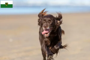 Lees meer over het artikel Duitse Langhaar fokkers en puppies in Saksen