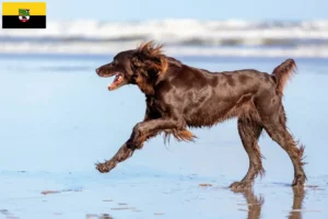 Lees meer over het artikel Duitse Langhaar fokkers en puppies in Saksen-Anhalt