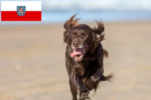 Lees meer over het artikel Duitse Langhaar fokkers en pups in Thüringen