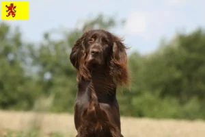 Lees meer over het artikel Duitse Langhaar fokkers en pups in Zuid-Holland