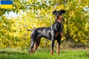 Lees meer over het artikel Duitse Pinscher fokkers en pups in Oekraïne