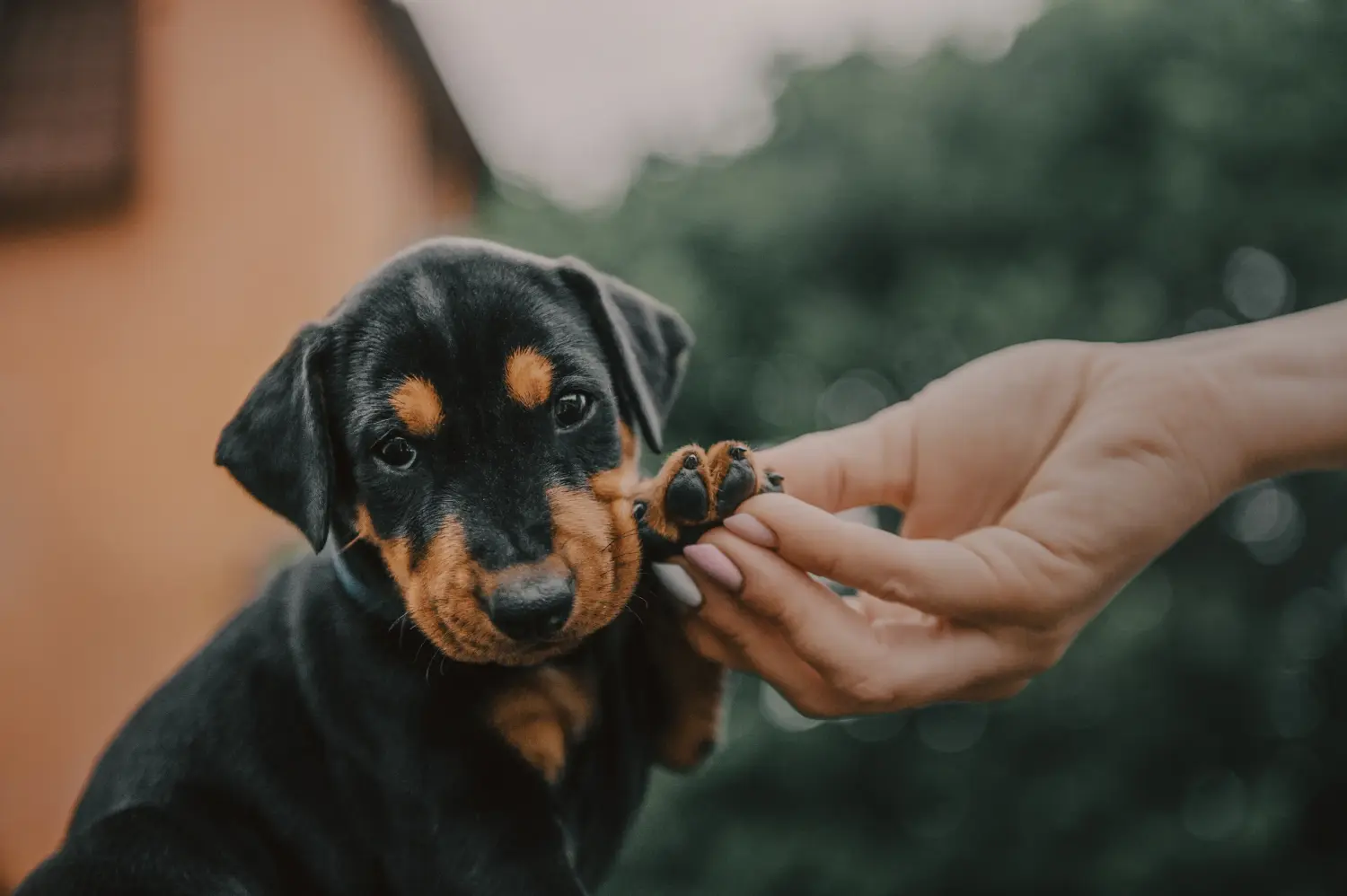Een Duitse Pinscher puppy kopen betekent verantwoordelijkheid nemen! Duitse Pinscher puppy kopen.