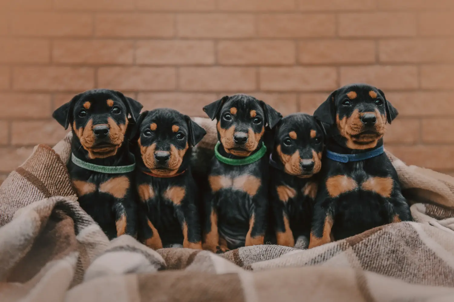 Een Duitse Pinscher puppy kopen betekent verantwoordelijkheid nemen! Duitse Pinscher puppy kopen.
