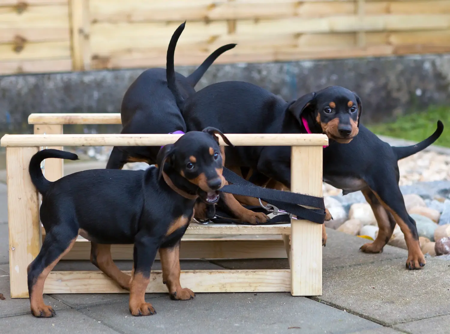 Een Duitse Pinscher puppy kopen betekent verantwoordelijkheid nemen! Duitse Pinscher puppy kopen.