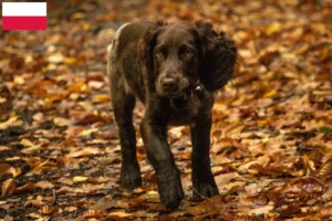 Lees meer over het artikel Duitse waakhond fokkers en puppies in Polen