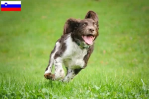 Lees meer over het artikel Duitse waakhondenfokkers en puppy’s in Slovenië