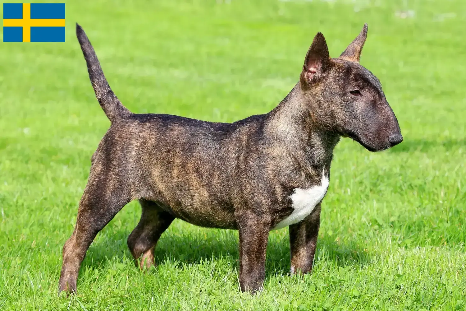Dwergkeeshond puppies en fokkers Zweden Vind Miniature Bull Terrier fokkers in Zweden.