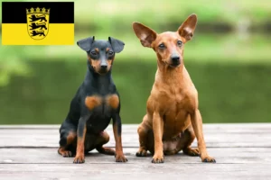 Lees meer over het artikel Dwergpinscher fokkers en pups in Baden-Württemberg