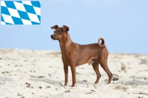 Lees meer over het artikel Dwergpinscher fokkers en pups in Beieren
