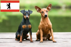 Lees meer over het artikel Dwergpinscher fokker en pups in Berlijn
