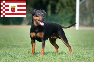Lees meer over het artikel Dwergpinscher fokker en pups in Bremen