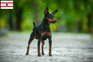 Lees meer over het artikel Dwergpinscher fokkers en pups in Drenthe