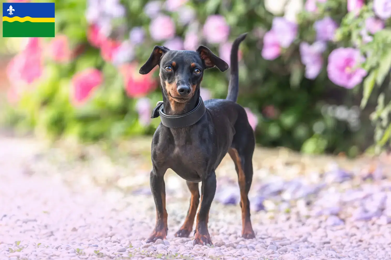 Dwergpinscher pups en fokker Flevoland Hier vind je Dwergpinscher fokkers in Flevoland.