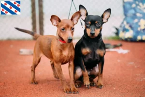 Lees meer over het artikel Dwergpinscher fokker en pups in Friesland