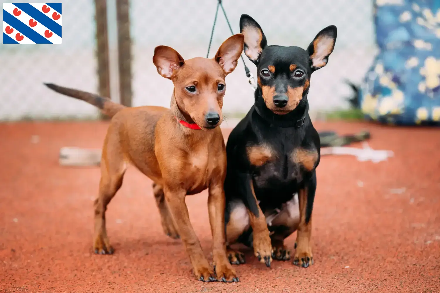 Dwergpinscher pups en fokker Friesland Hier vind je Dwergpinscher fokkers in Friesland.