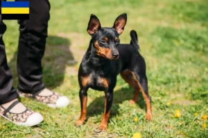 Lees meer over het artikel Dwergpinscher fokkers en pups in Gelderland