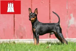 Lees meer over het artikel Dwergpinscher fokker en pups in Hamburg