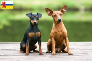 Lees meer over het artikel Dwergpinscher fokker en pups in Limburg