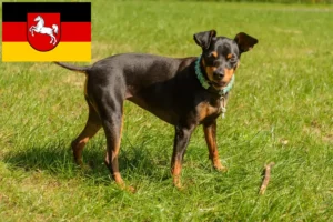 Lees meer over het artikel Dwergpinscher fokkers en pups in Nedersaksen