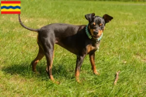 Lees meer over het artikel Dwergpinscher fokkers en pups in Overijssel
