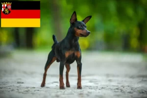 Lees meer over het artikel Dwergpinscher fokkers en pups in Rijnland-Palts