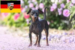 Lees meer over het artikel Dwergpinscher fokkers en pups in Saarland