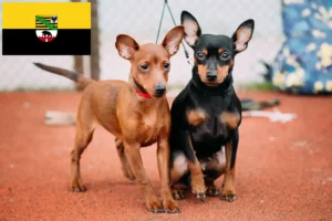 Lees meer over het artikel Dwergpinscher fokkers en pups in Saksen-Anhalt