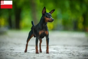 Lees meer over het artikel Dwergpinscher fokker en pups in Utrecht