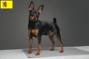 Lees meer over het artikel Dwergpinscher fokkers en pups in Zuid-Holland