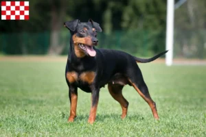 Lees meer over het artikel Dwergpinscher fokkers en pups in Noord-Brabant