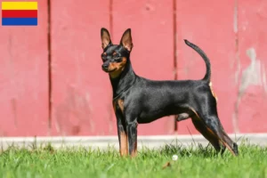Lees meer over het artikel Dwergpinscher fokker en pups in Noord-Holland