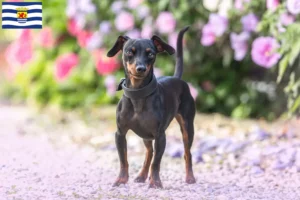 Lees meer over het artikel Dwergpinscher fokkers en pups in Zeeland