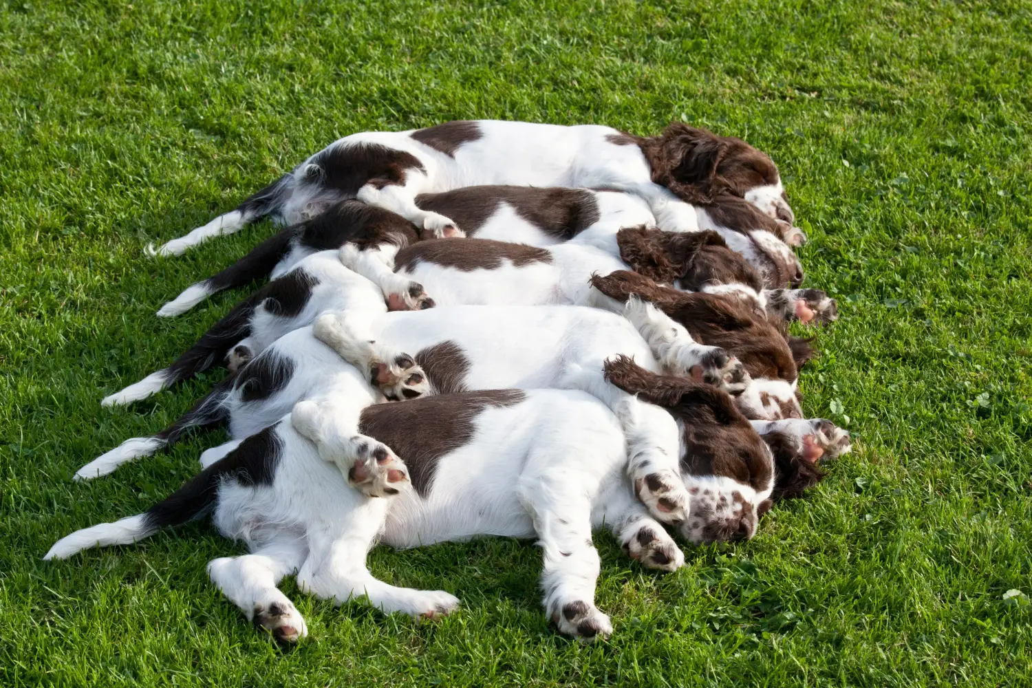 Een Engelse Springer Spaniel puppy kopen betekent verantwoordelijkheid nemen! Engelse Springer Spaniel puppy kopen.