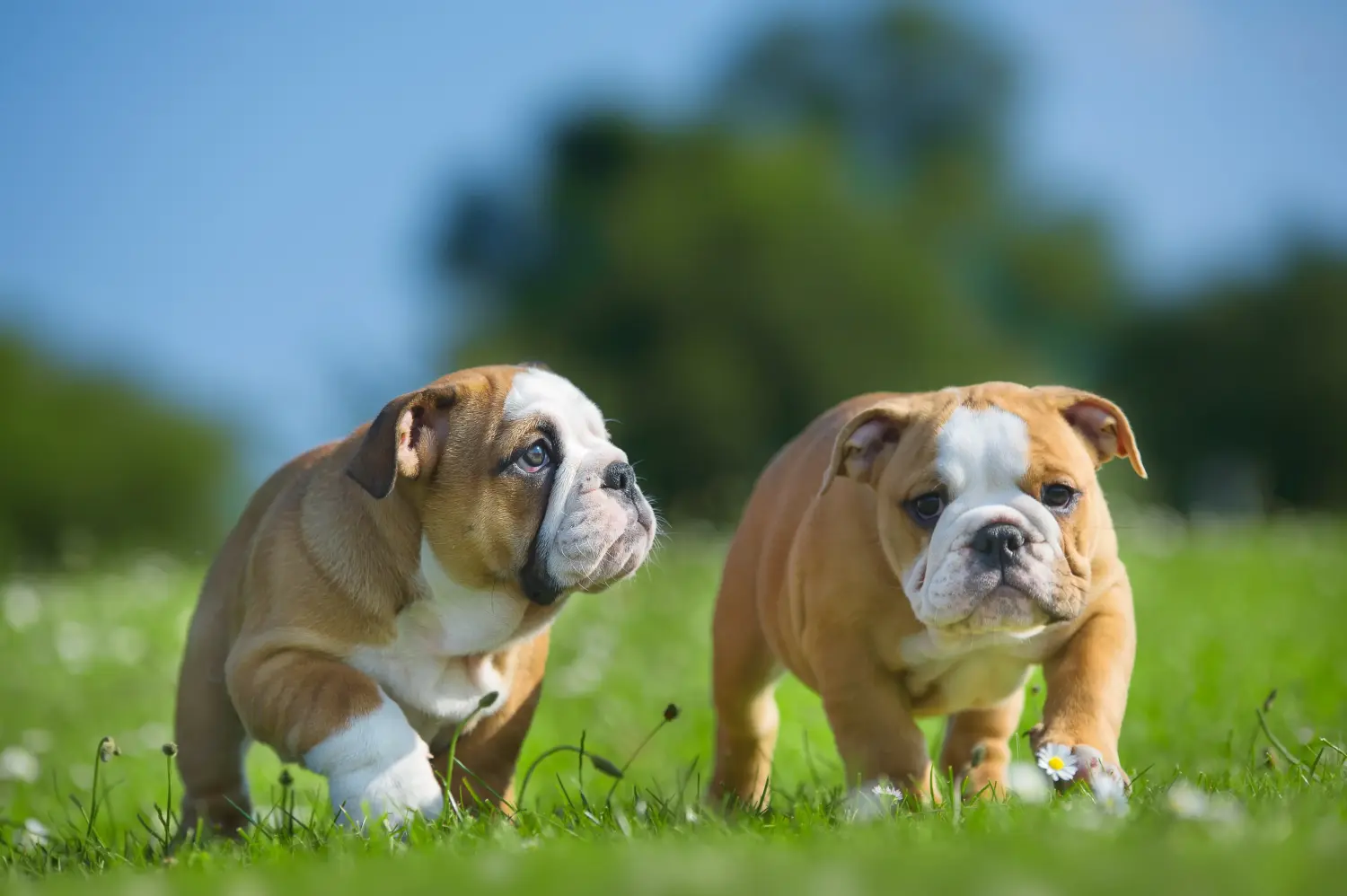Een Engelse Bulldog puppy kopen betekent verantwoordelijkheid nemen! Engelse Bulldog puppy kopen.