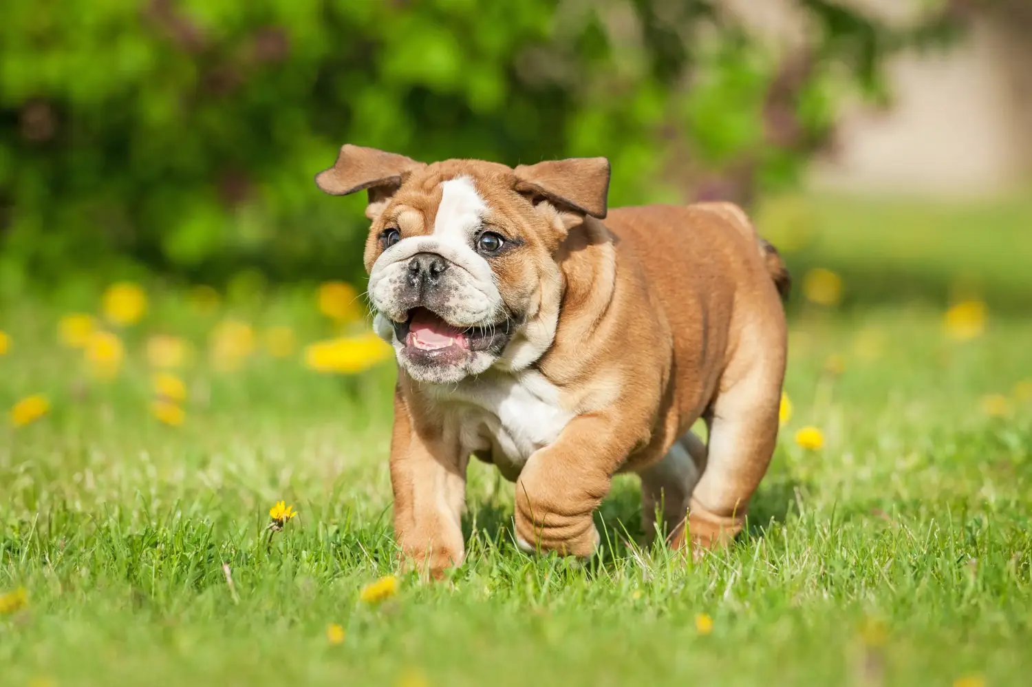 Een Engelse Bulldog puppy kopen betekent verantwoordelijkheid nemen! Engelse Bulldog puppy kopen.