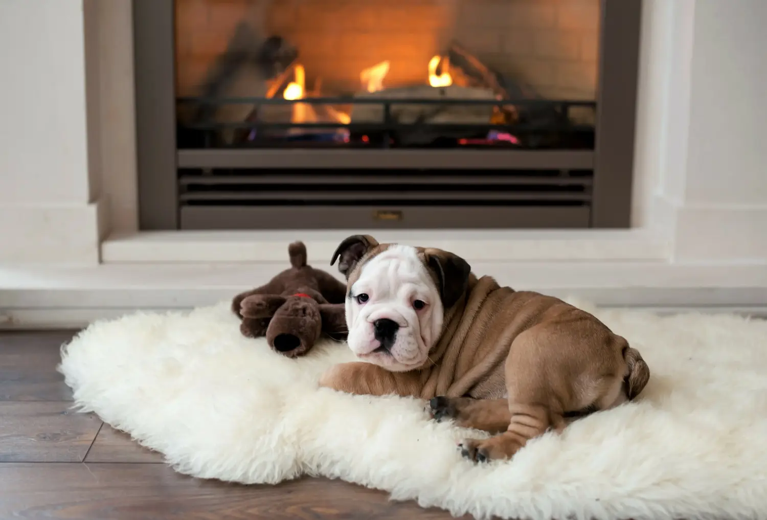 Een Engelse Bulldog puppy kopen betekent verantwoordelijkheid nemen! Engelse Bulldog puppy kopen.