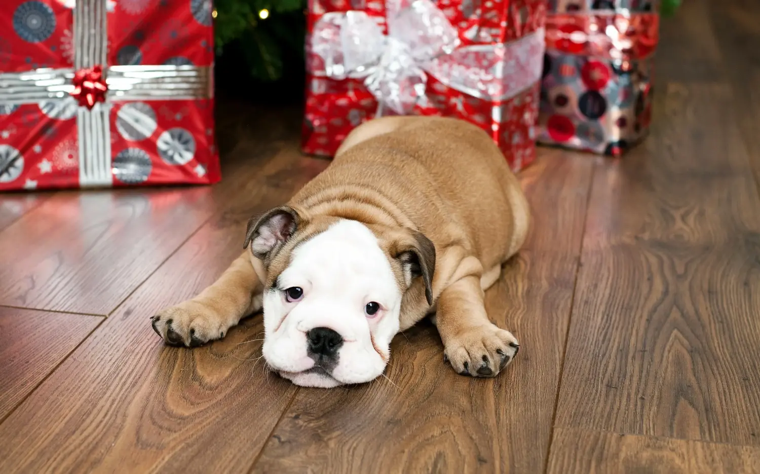 Een Engelse Bulldog puppy kopen betekent verantwoordelijkheid nemen! Engelse Bulldog puppy kopen.