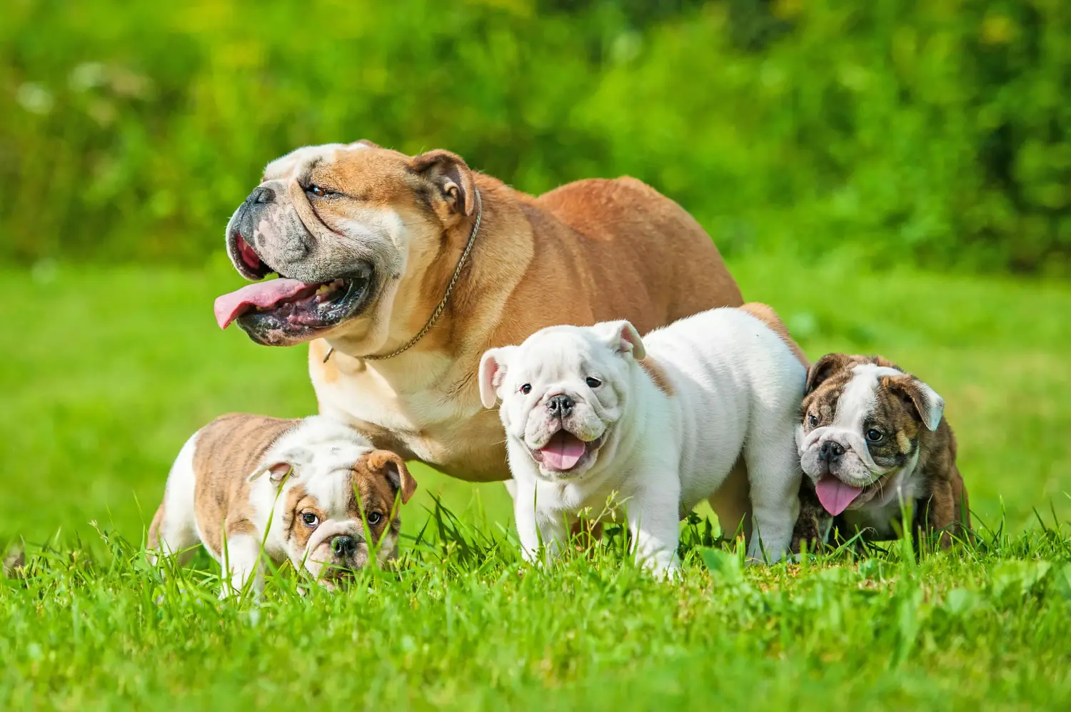 Een Engelse Bulldog puppy kopen betekent verantwoordelijkheid nemen! Engelse Bulldog puppy kopen.