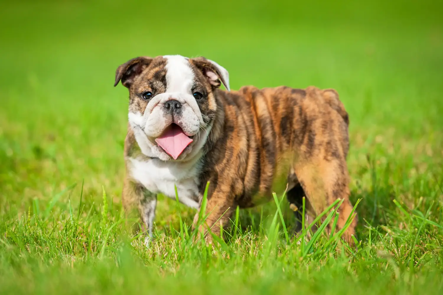 Een Engelse Bulldog puppy kopen betekent verantwoordelijkheid nemen! Engelse Bulldog puppy kopen.
