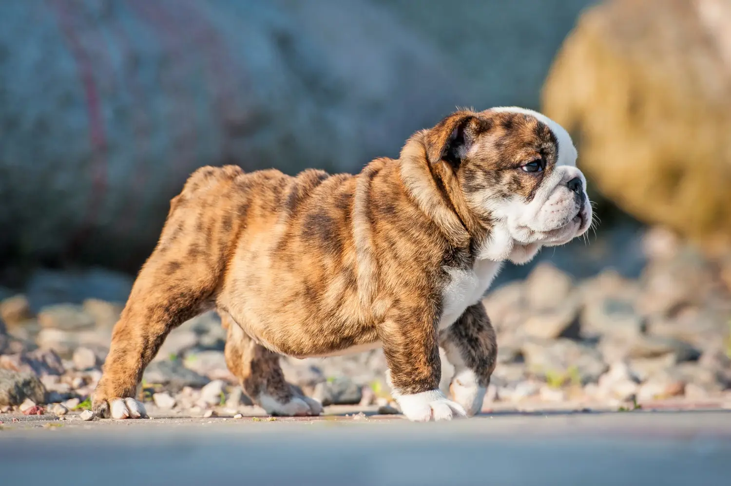 Een Engelse Bulldog puppy kopen betekent verantwoordelijkheid nemen! Engelse Bulldog puppy kopen.