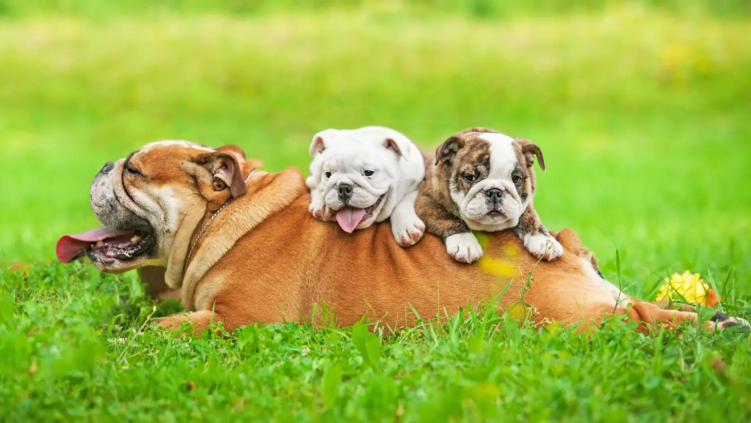 Een Engelse Bulldog puppy kopen betekent verantwoordelijkheid nemen! Engelse Bulldog puppy kopen.
