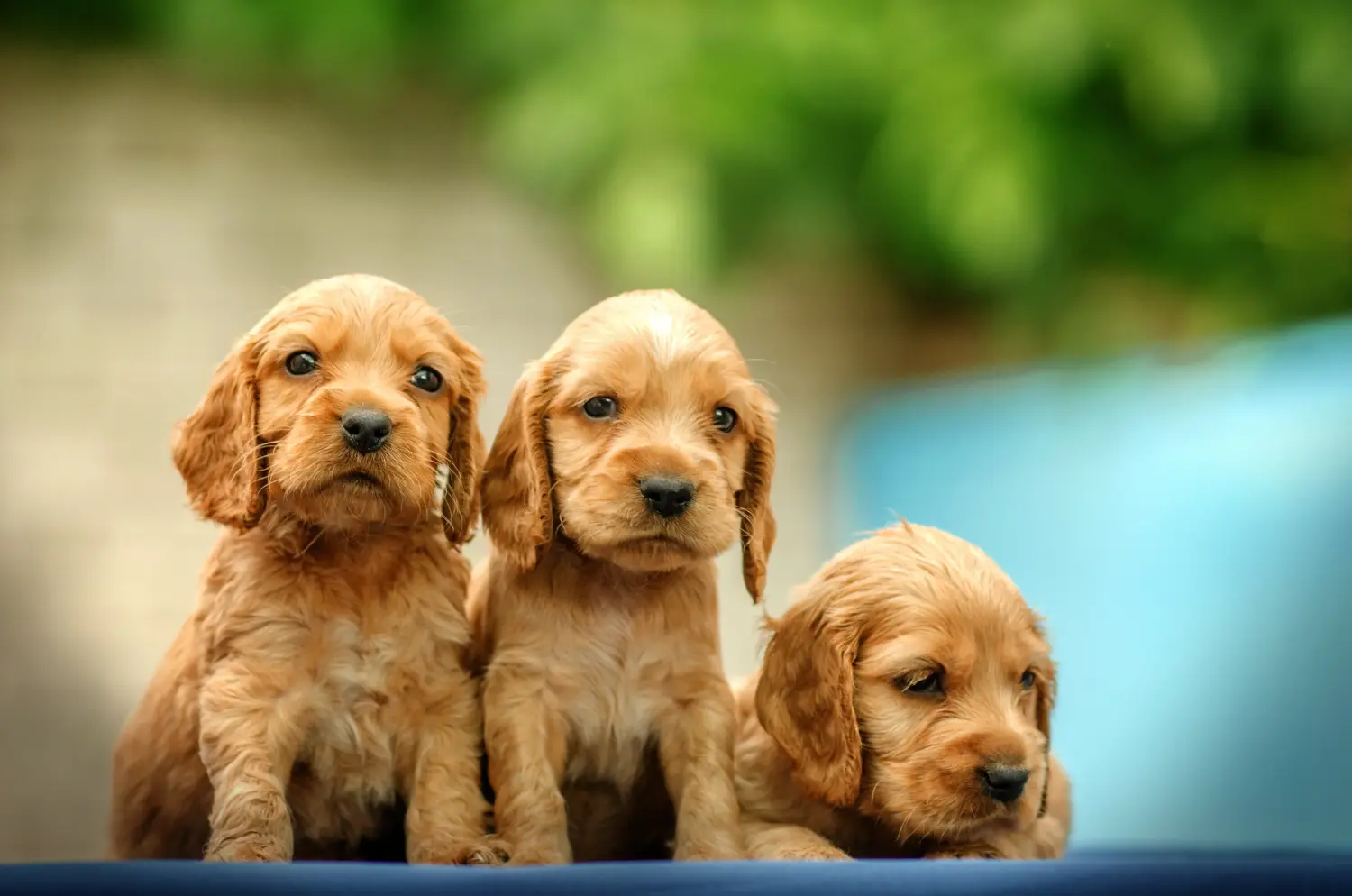 Een Engelse Cocker Spaniel puppy kopen betekent verantwoordelijkheid nemen! Engelse Cocker Spaniel puppy kopen.