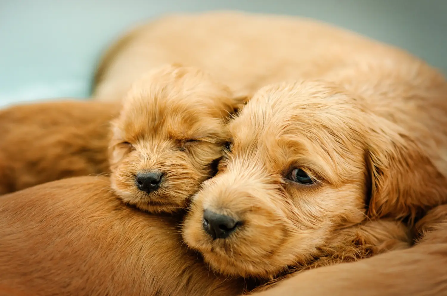 Een Engelse Cocker Spaniel puppy kopen betekent verantwoordelijkheid nemen! Engelse Cocker Spaniel puppy kopen.