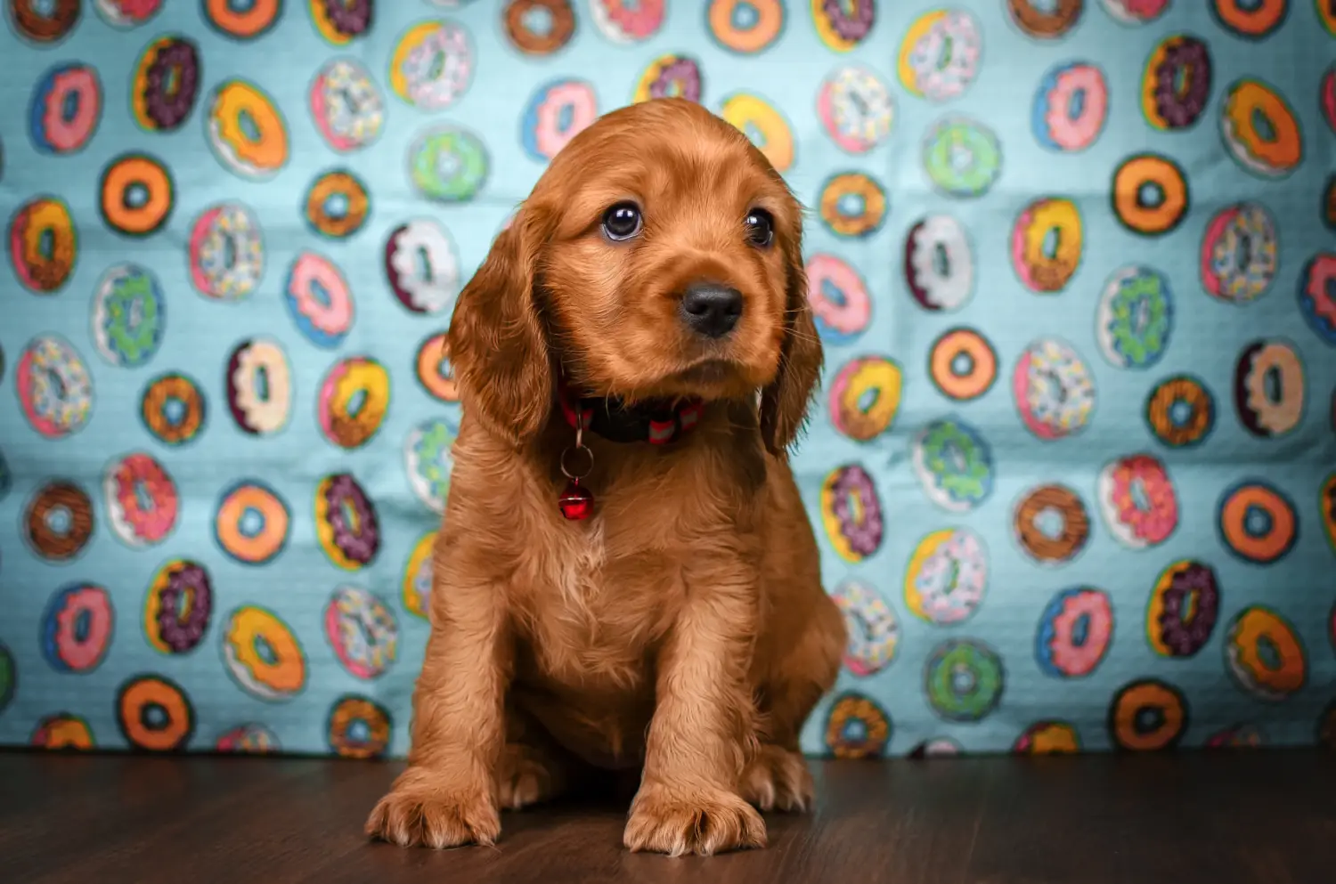 Een Engelse Cocker Spaniel puppy kopen betekent verantwoordelijkheid nemen! Engelse Cocker Spaniel puppy kopen.