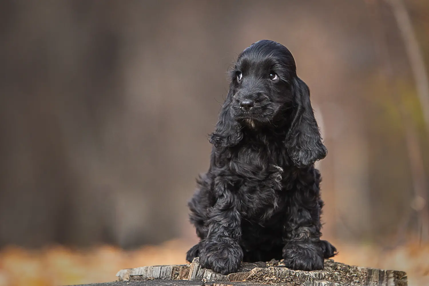 Een Engelse Cocker Spaniel puppy kopen betekent verantwoordelijkheid nemen! Engelse Cocker Spaniel puppy kopen.