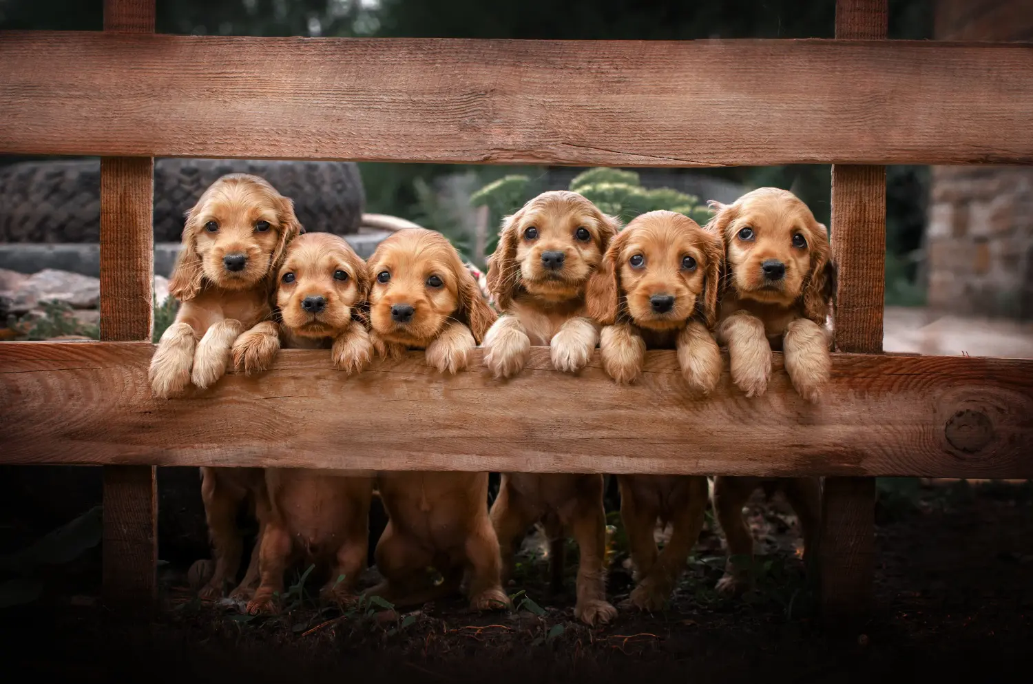 Een Engelse Cocker Spaniel puppy kopen betekent verantwoordelijkheid nemen! Engelse Cocker Spaniel puppy kopen.