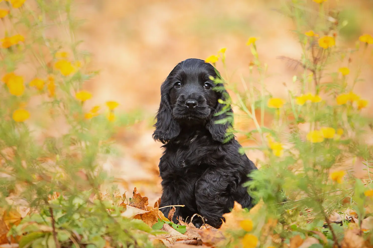 Een Engelse Cocker Spaniel puppy kopen betekent verantwoordelijkheid nemen! Engelse Cocker Spaniel puppy kopen.