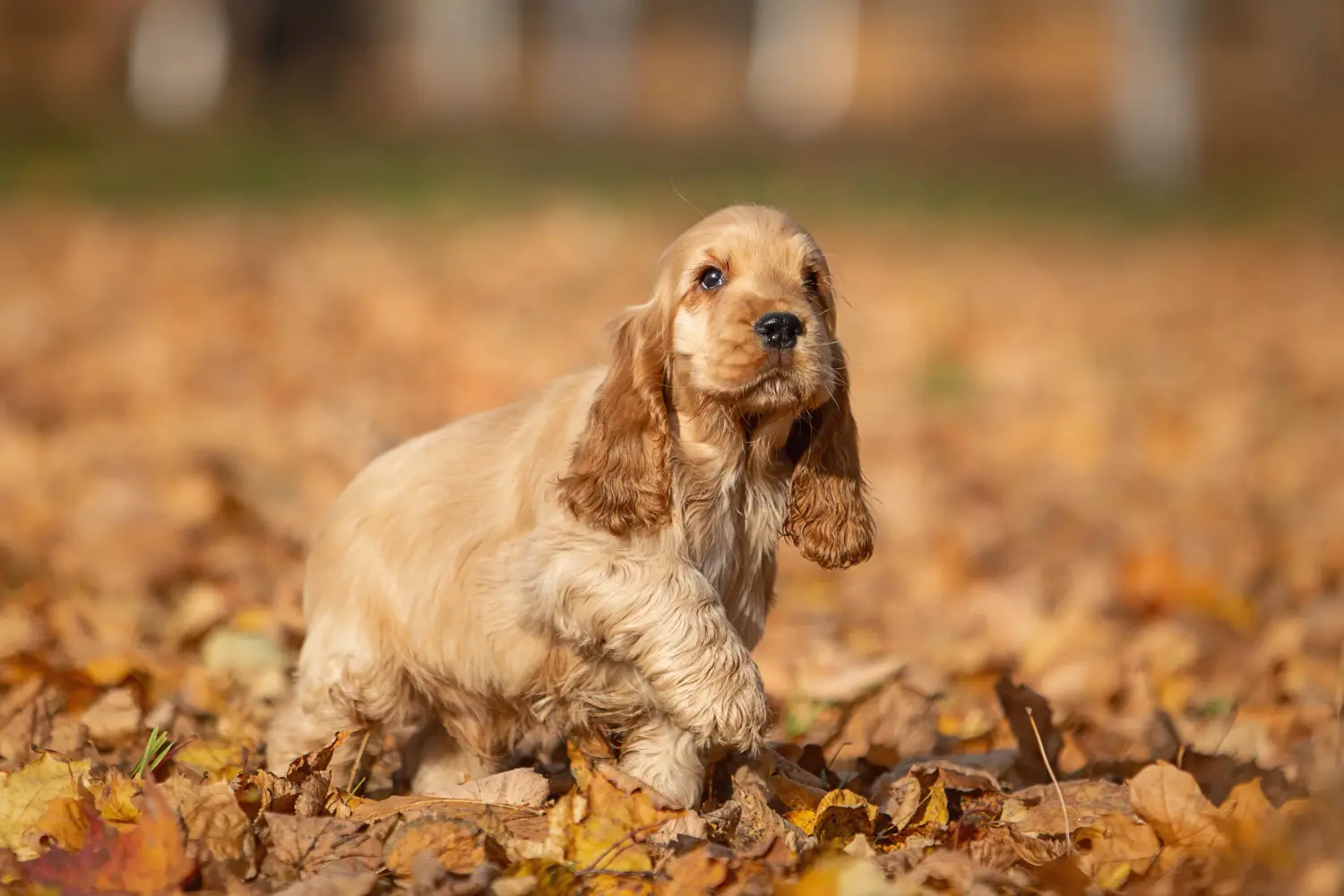 Een Engelse Cocker Spaniel puppy kopen betekent verantwoordelijkheid nemen! Engelse Cocker Spaniel puppy kopen.